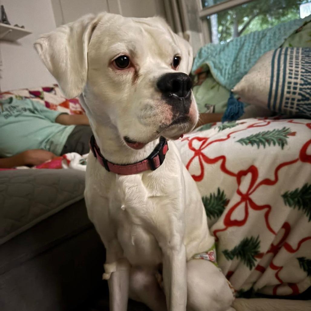 Enlarge Phoebe, a ADOPTABLE Boxer in Tallahassee, FL image 4/5