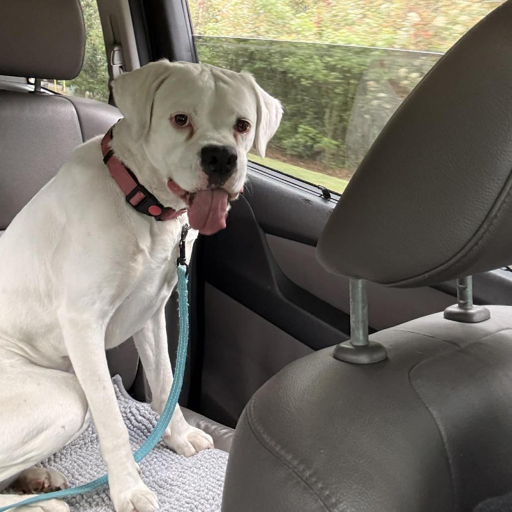 Phoebe, ADOPTABLE, Adult Female Boxer.