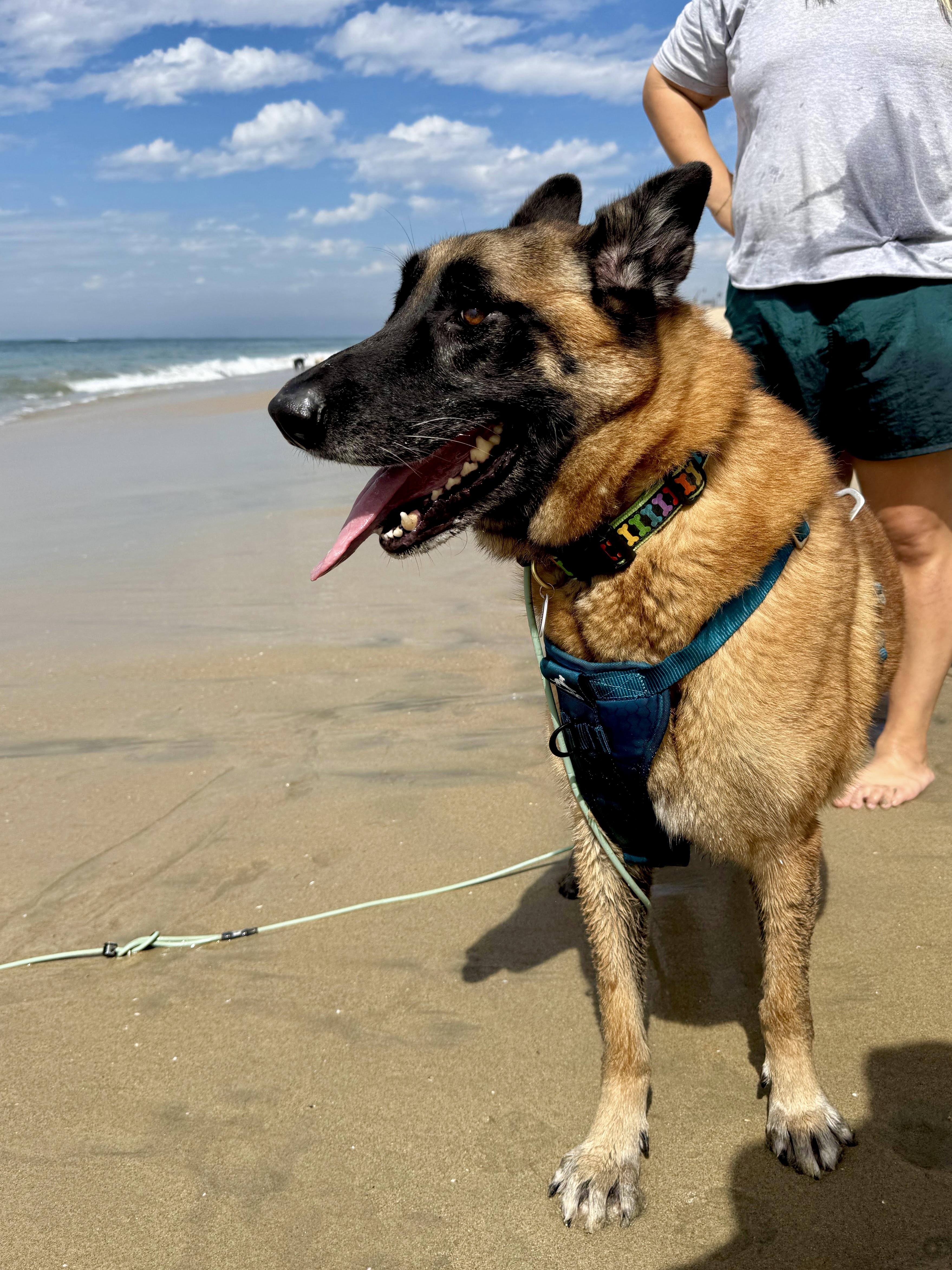 Chepo, a ADOPTABLE mixed breed in Los Angeles, CA image 4/6