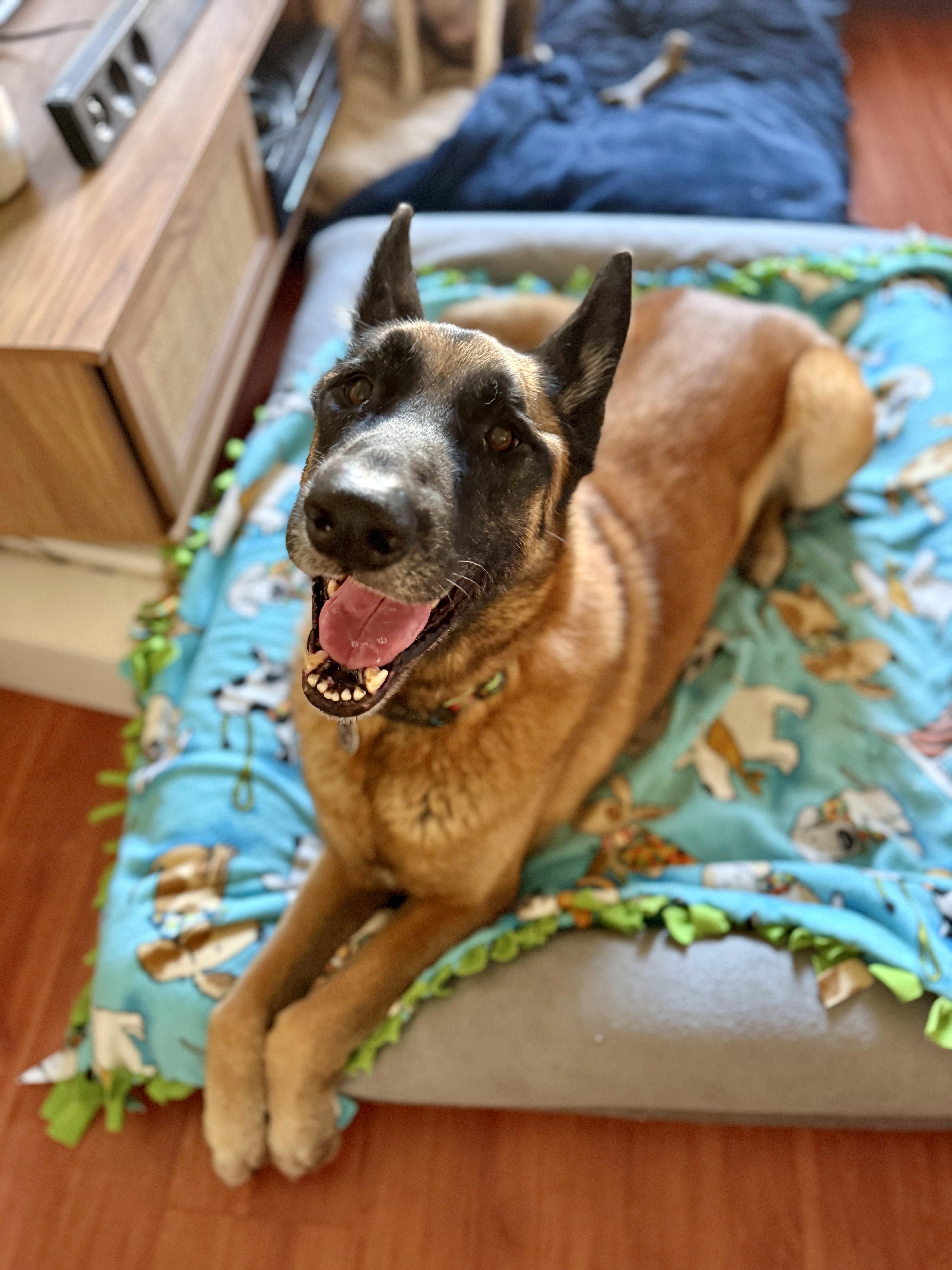 Chepo, a ADOPTABLE mixed breed in Los Angeles, CA image 5/6