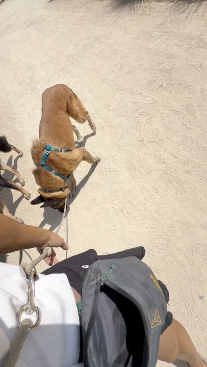 Enlarge Chepo, a ADOPTABLE mixed breed in Los Angeles, CA video 6/6