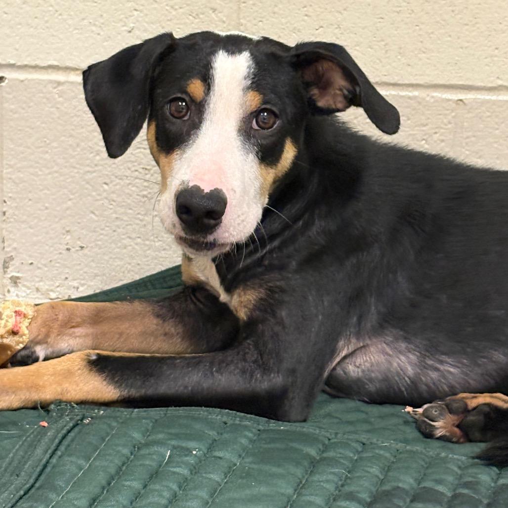 Enlarge Joshua, a Adoptable Mixed Breed in Pensacola, FL image 1/4