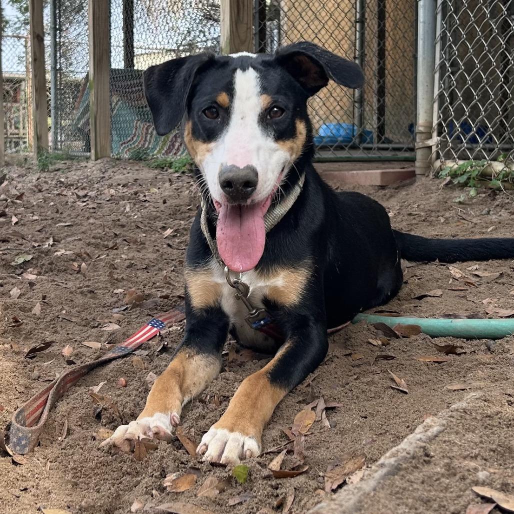 Enlarge Joshua, a Adoptable Mixed Breed in Pensacola, FL image 2/4