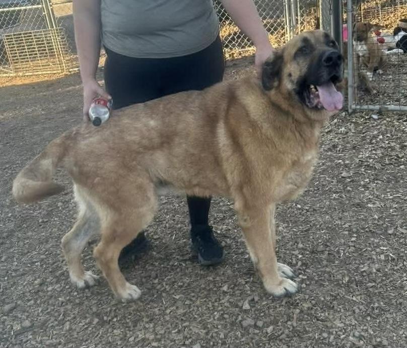 Enlarge BamBam, a ADOPTABLE mixed breed in Naperville, IL image 4/4