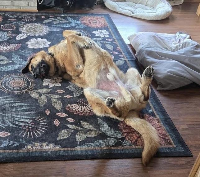 Enlarge BamBam, a ADOPTABLE mixed breed in Naperville, IL image 3/4