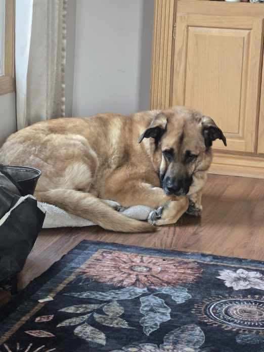 Enlarge BamBam, a ADOPTABLE mixed breed in Naperville, IL image 1/4