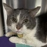 Enlarge Pumpkin , a ADOPTABLE Domestic Short Hair in Lansing, MI image 1/1