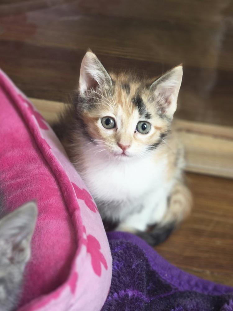 Marie KK, Adoptable, Kitten Female Domestic Short Hair.