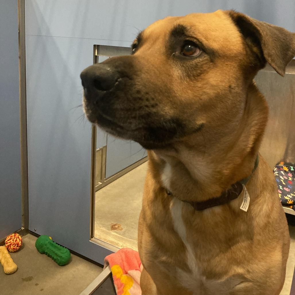 Ghost, a Adoptable Mixed Breed in Buffalo, WY image 1/3