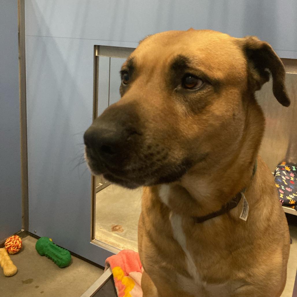 Ghost, a Adoptable Mixed Breed in Buffalo, WY image 2/3