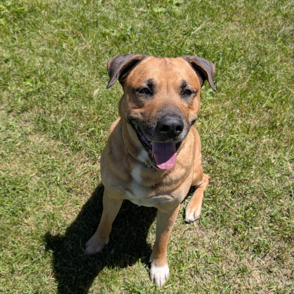 Ghost, a Adoptable Mixed Breed in Buffalo, WY image 3/3