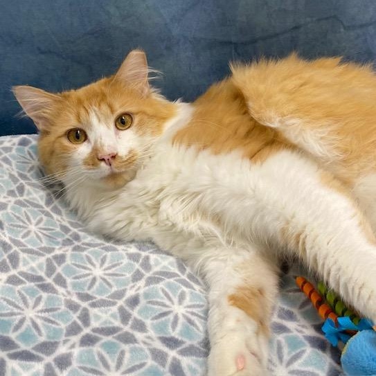 Enlarge Scotch, a Adoptable Domestic Medium Hair in Charlotte, NC image 2/5