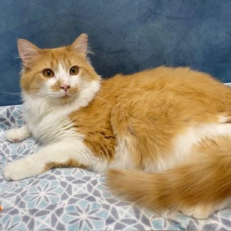 Enlarge Scotch, a Adoptable Domestic Medium Hair in Charlotte, NC image 1/5