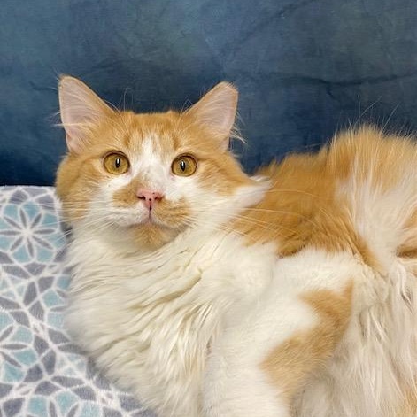 Enlarge Scotch, a Adoptable Domestic Medium Hair in Charlotte, NC image 4/5