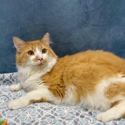 Enlarge Scotch, a Adoptable Domestic Medium Hair in Charlotte, NC image 3/5
