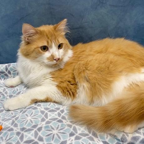Enlarge Scotch, a Adoptable Domestic Medium Hair in Charlotte, NC image 5/5