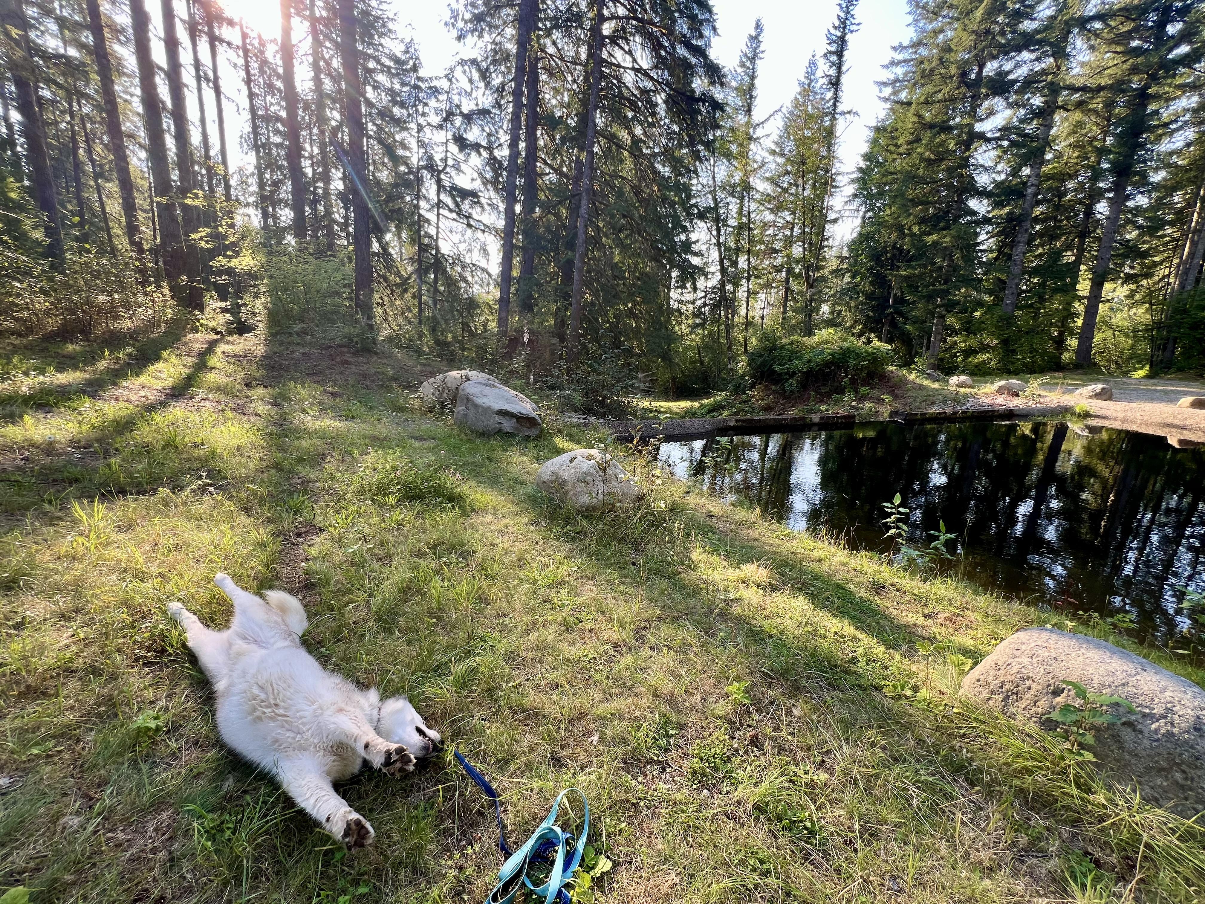 Woo Woo, a Adoptable Husky in Seattle, WA image 1/6