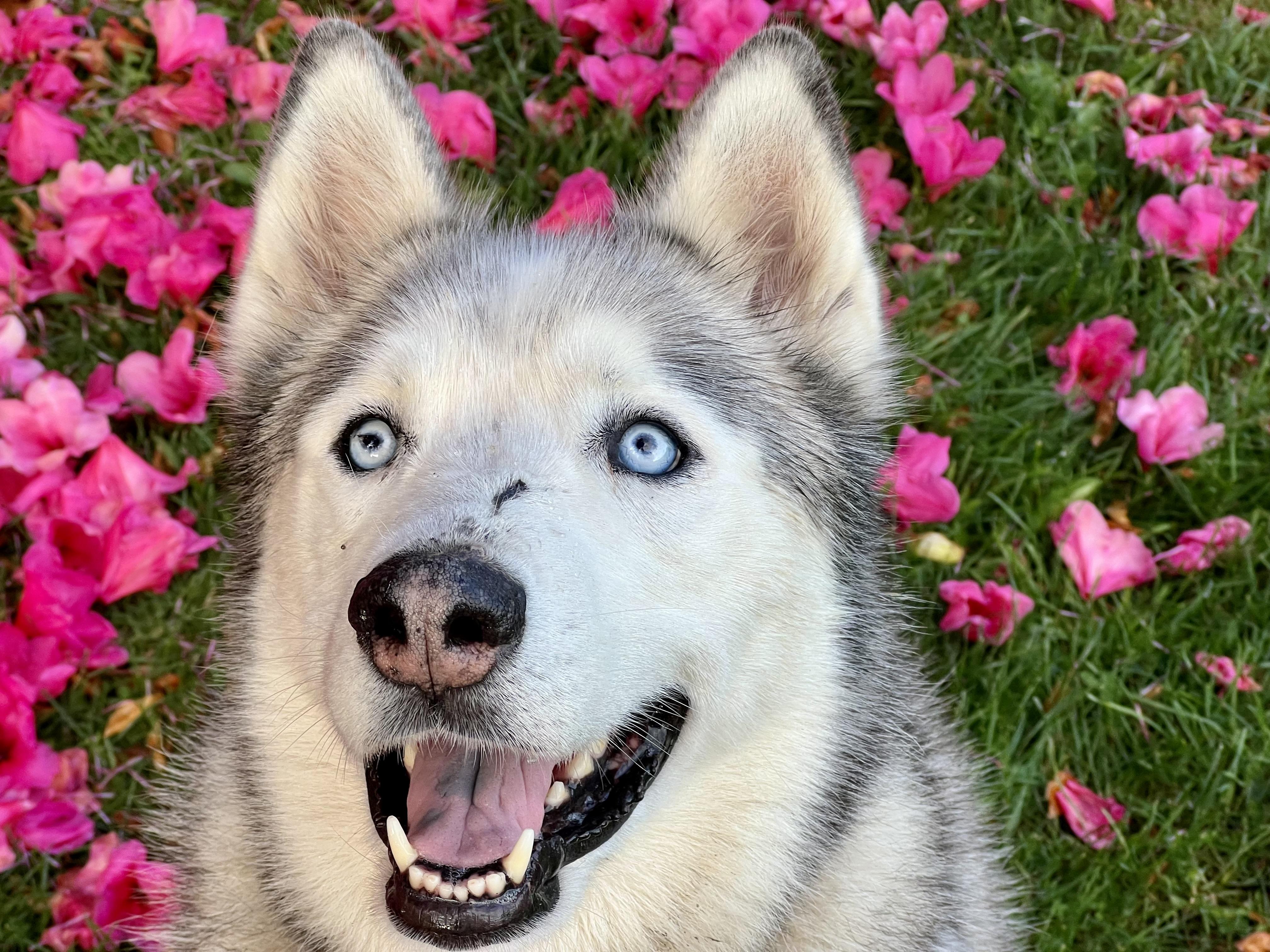 Woo Woo, Adult Male Husky