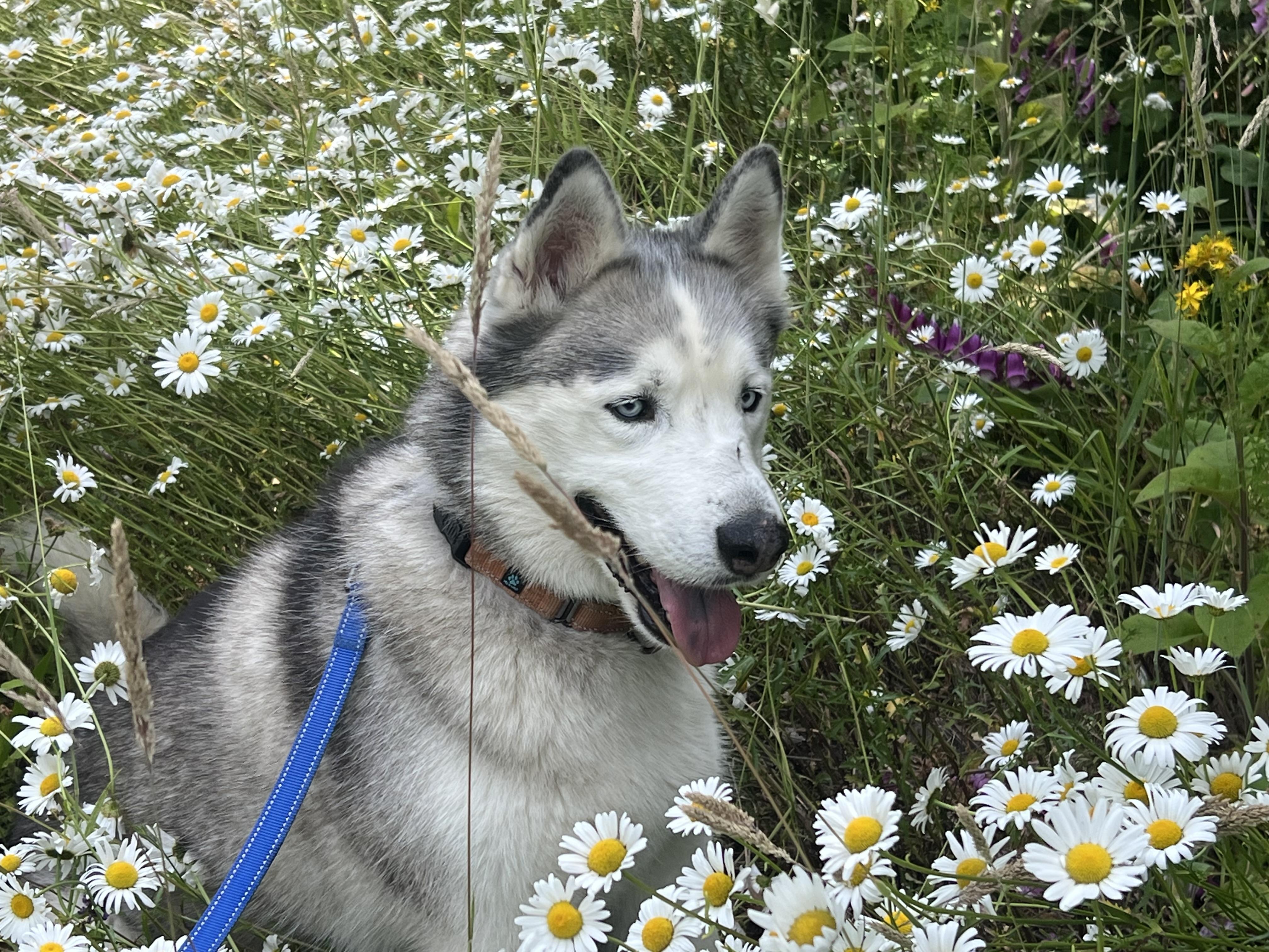 Woo Woo, a Adoptable Husky in Seattle, WA image 2/6