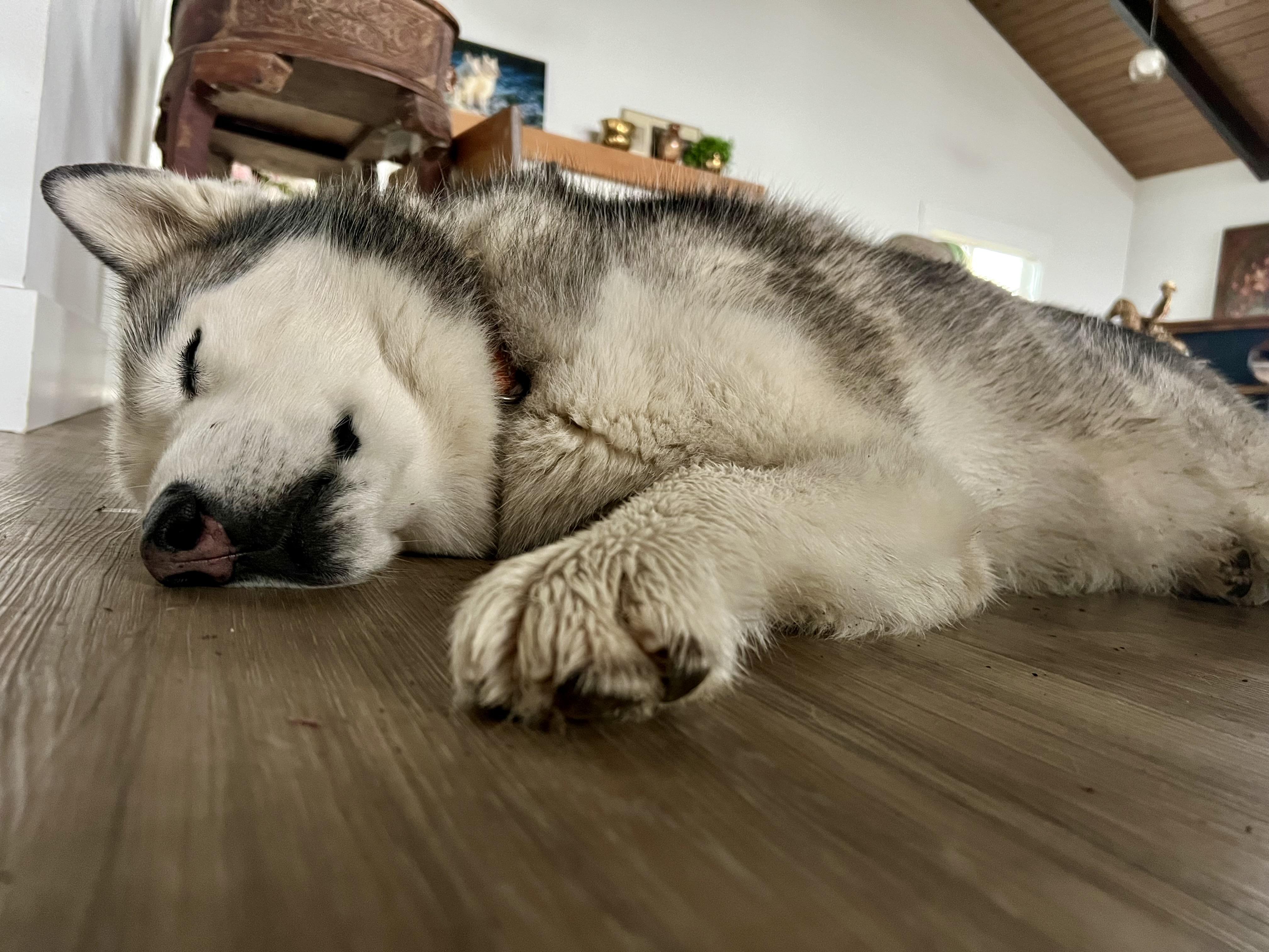 Woo Woo, a Adoptable Husky in Seattle, WA image 5/6