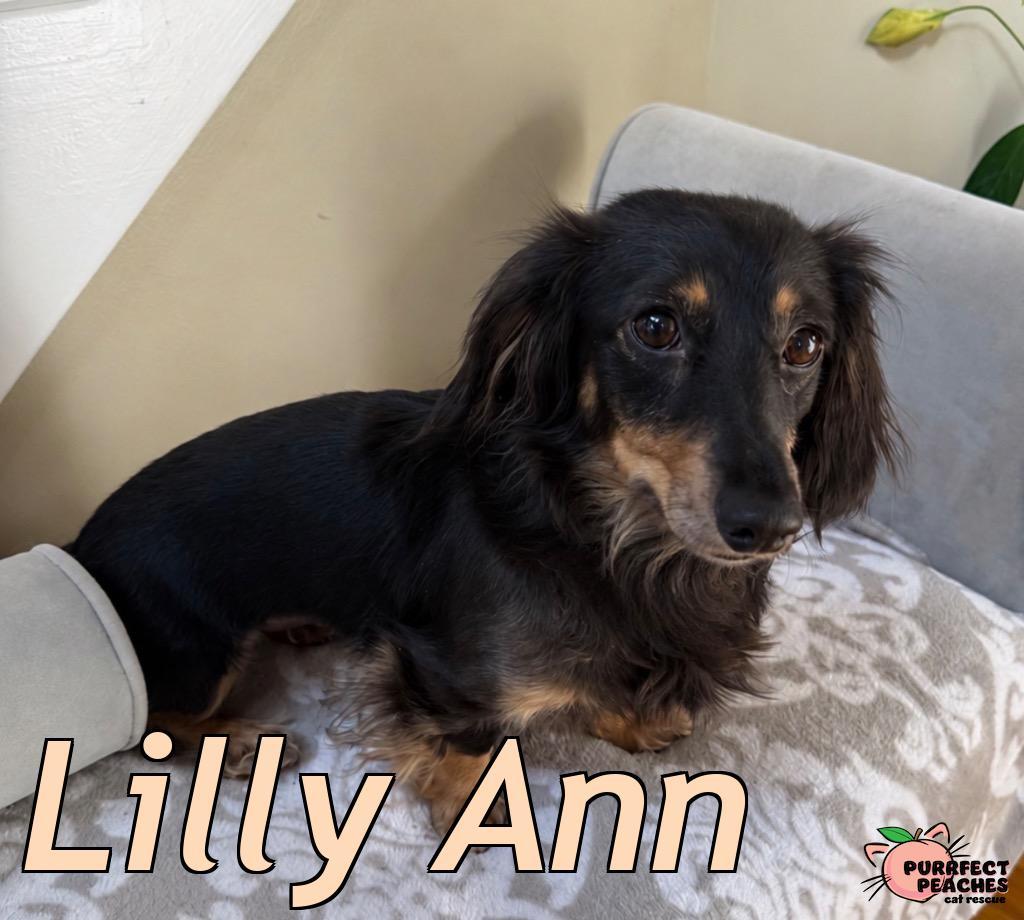 Enlarge Lilly Ann, a Adoptable mixed breed in Douglasville, GA image 1/1