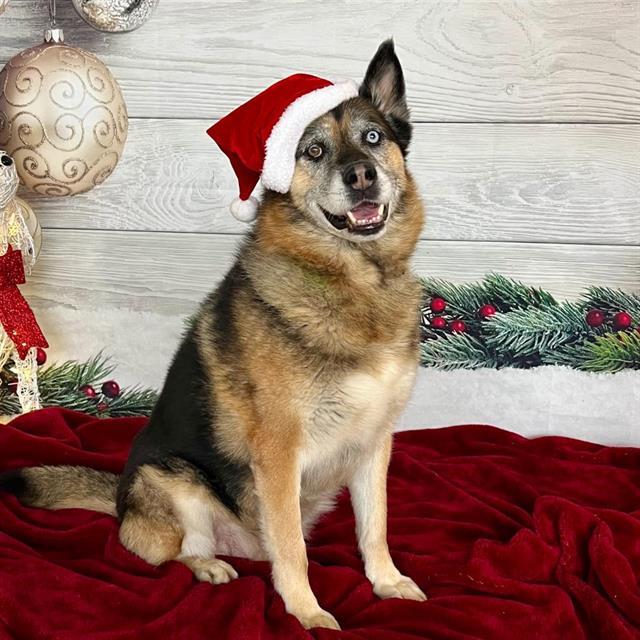 Enlarge DENG JR, a Adoptable German Shepherd Dog in Auburn, CA image 1/1