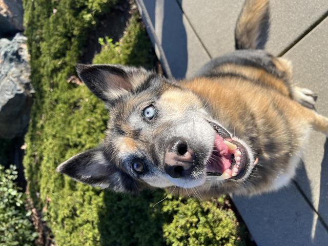 DENG JR, Adoptable, Adult Male German Shepherd Dog.