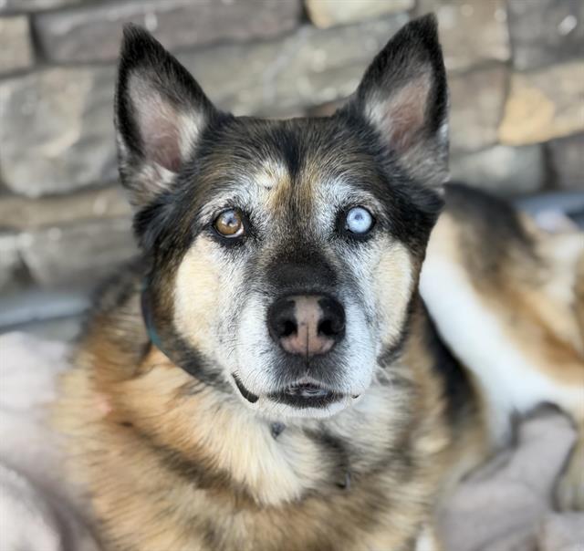 Enlarge DENG JR, a Adoptable German Shepherd Dog in Auburn, CA image 1/1