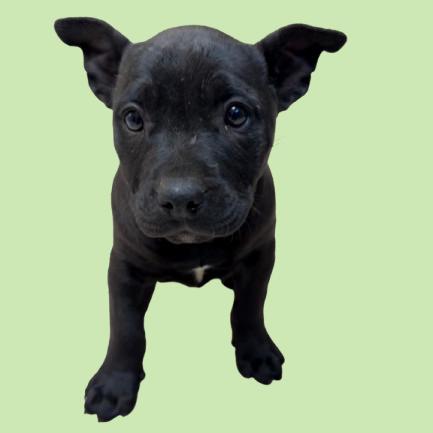 Enlarge Sloppy Joe, a Adoptable mixed breed in Tuscaloosa, AL image 1/1