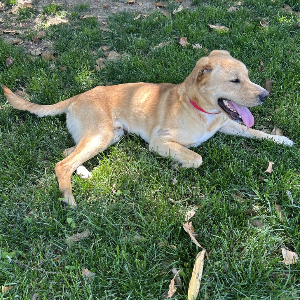 Enlarge Blooper, a Adoptable mixed breed in Nashville, TN image 1/6
