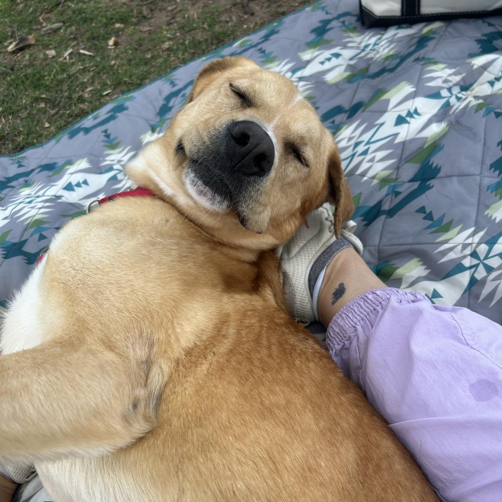 Enlarge Blooper, a Adoptable mixed breed in Nashville, TN image 2/6