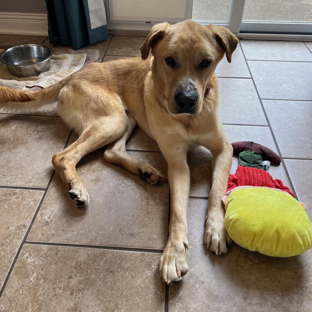Enlarge Blooper, a Adoptable mixed breed in Nashville, TN image 3/6