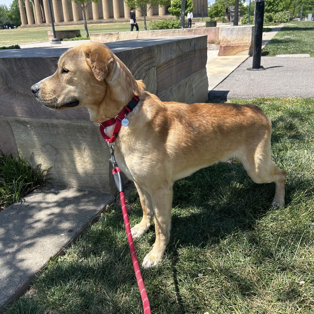 Enlarge Blooper, a Adoptable mixed breed in Nashville, TN image 5/6