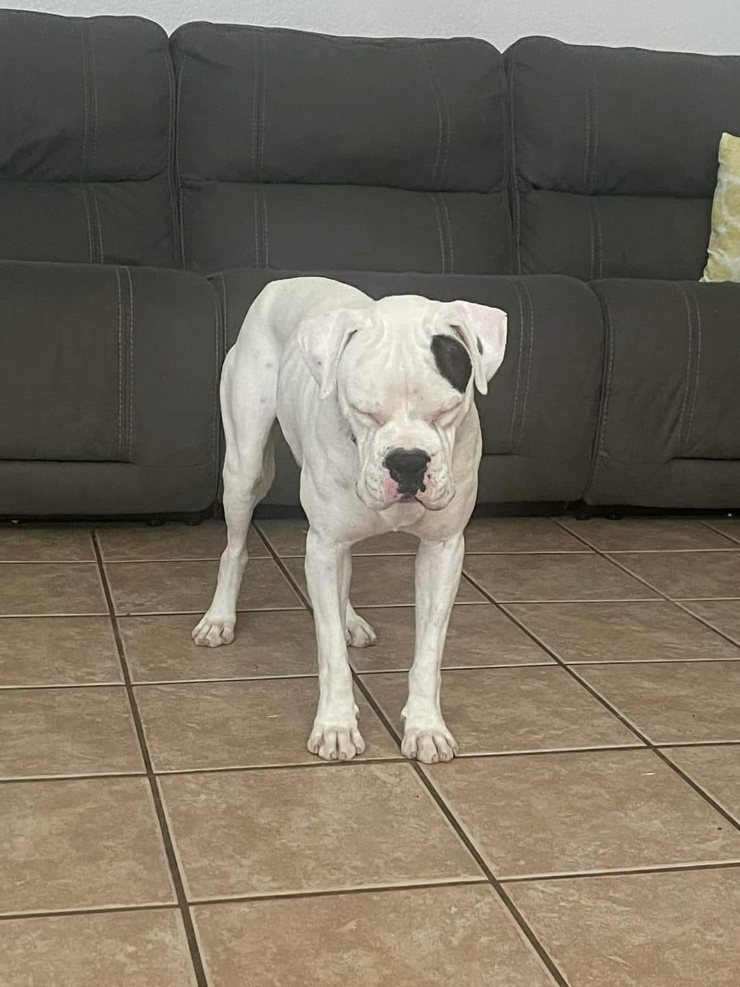 Dog for adoption Chance, a Boxer in Yuma, AZ Petfinder