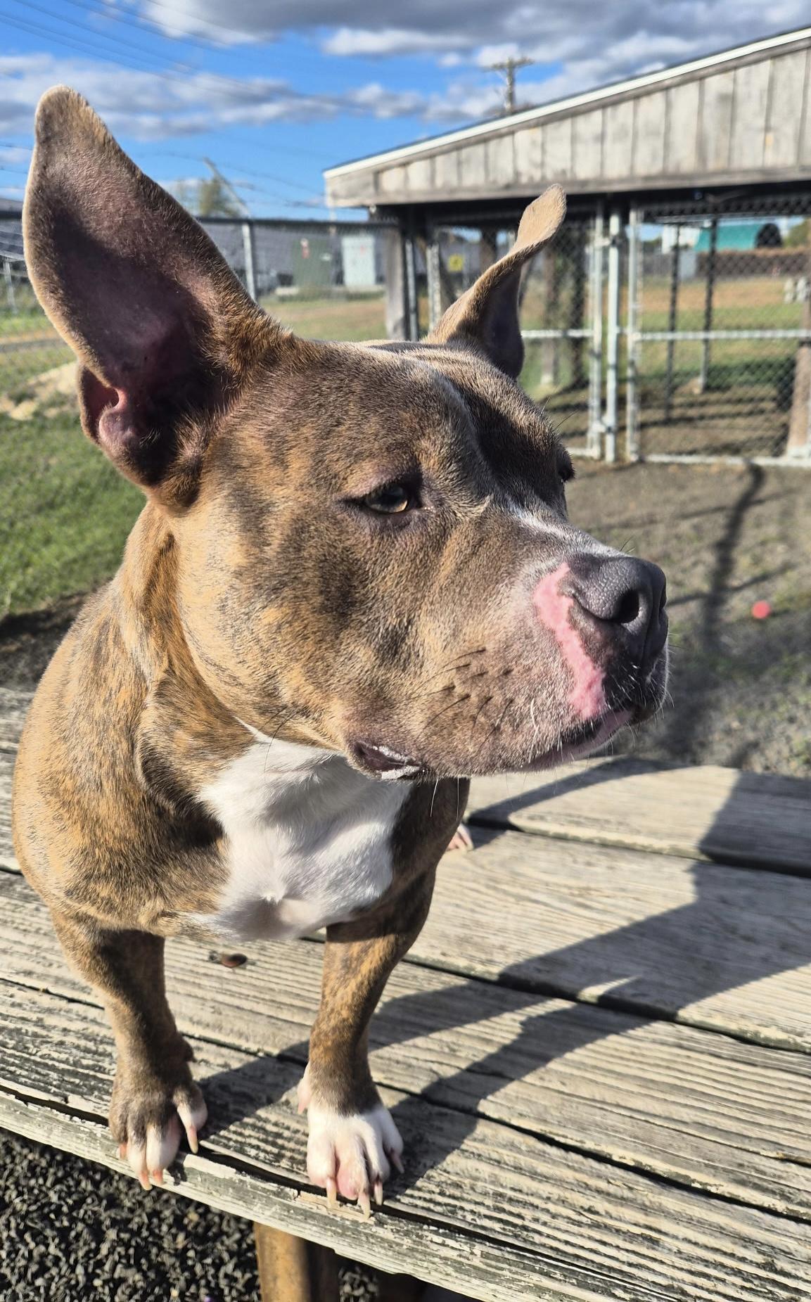 Enlarge Gabby Gabagool, a Adoptable mixed breed in Wallingford, CT image 1/3