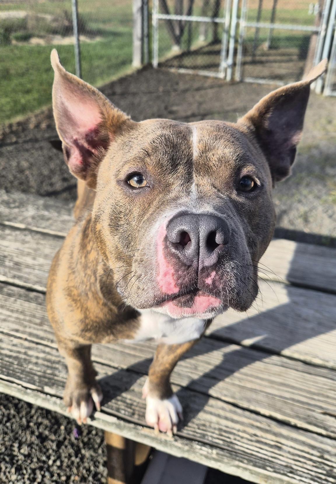 Gabby Gabagool, Adoptable, Adult Female American Bully & Mixed Breed.
