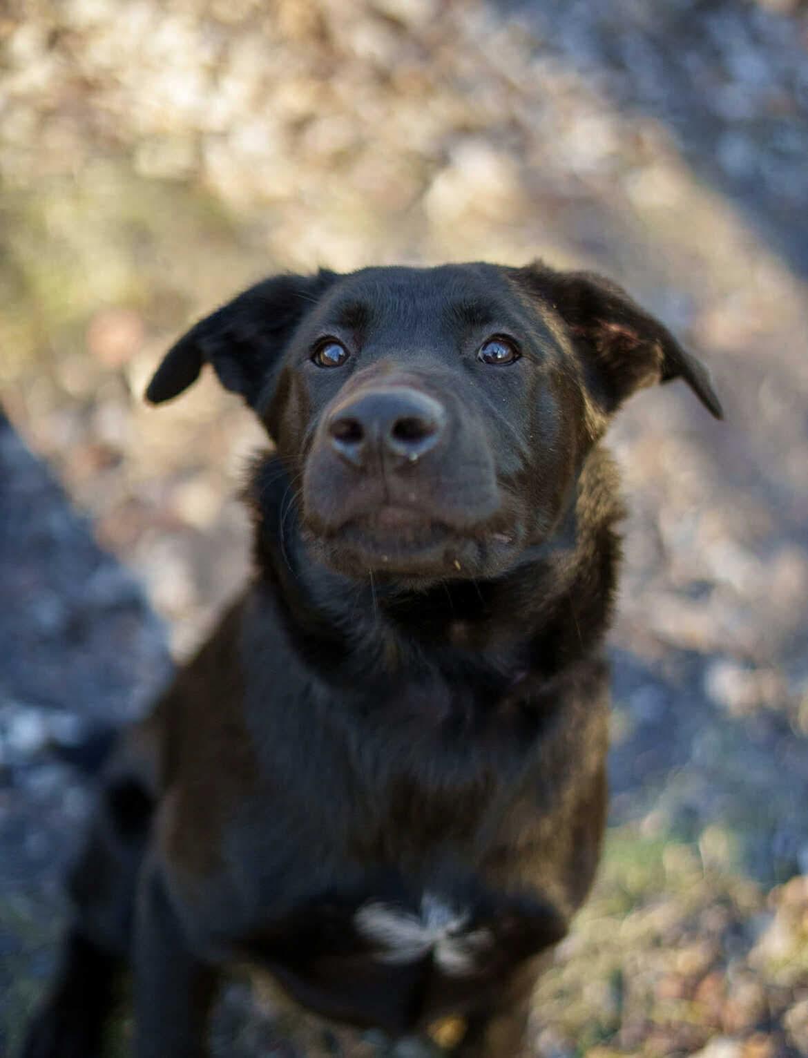 Mace, a Adoptable mixed breed in Winnipeg, MB image 1/6