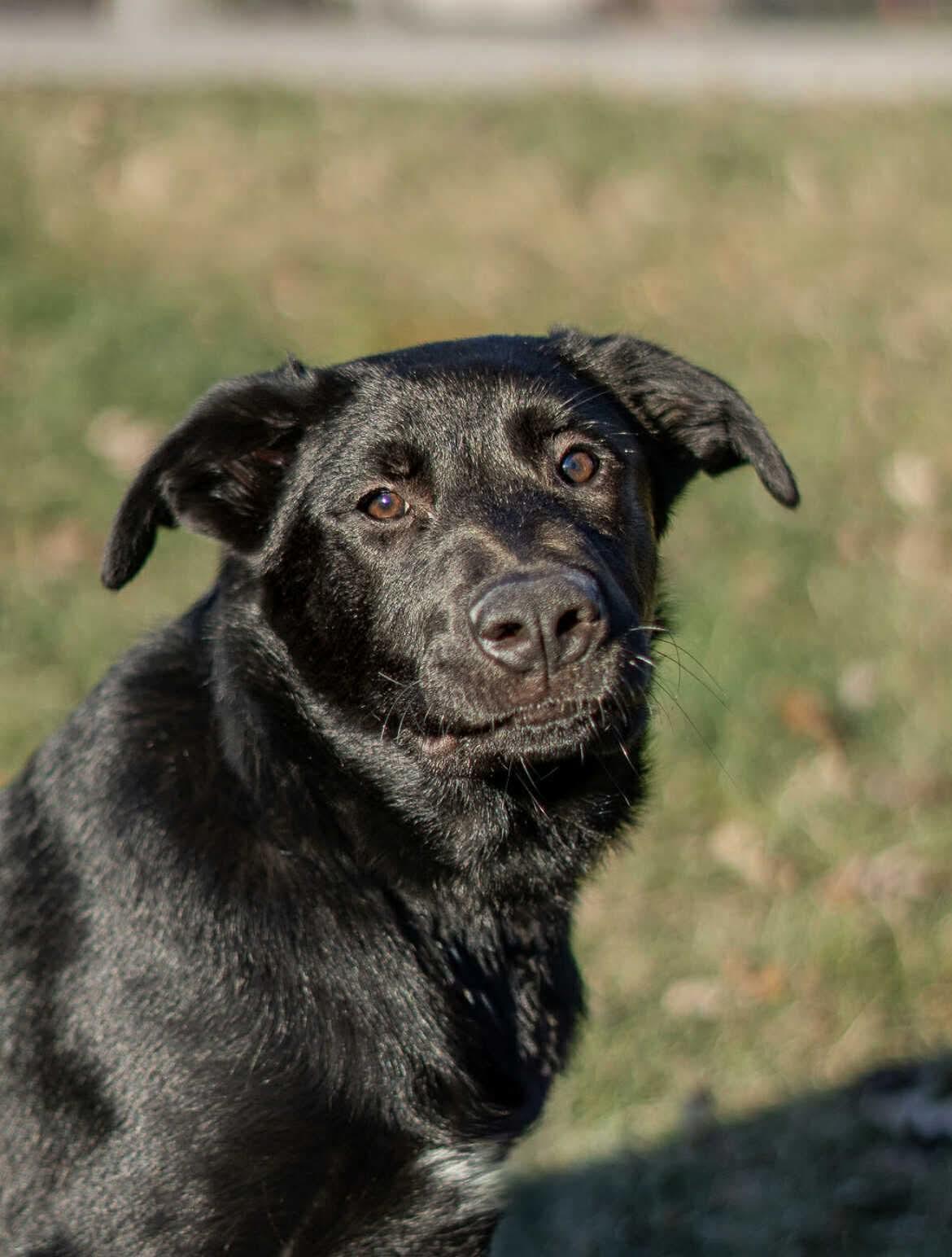Mace, a Adoptable mixed breed in Winnipeg, MB image 2/6