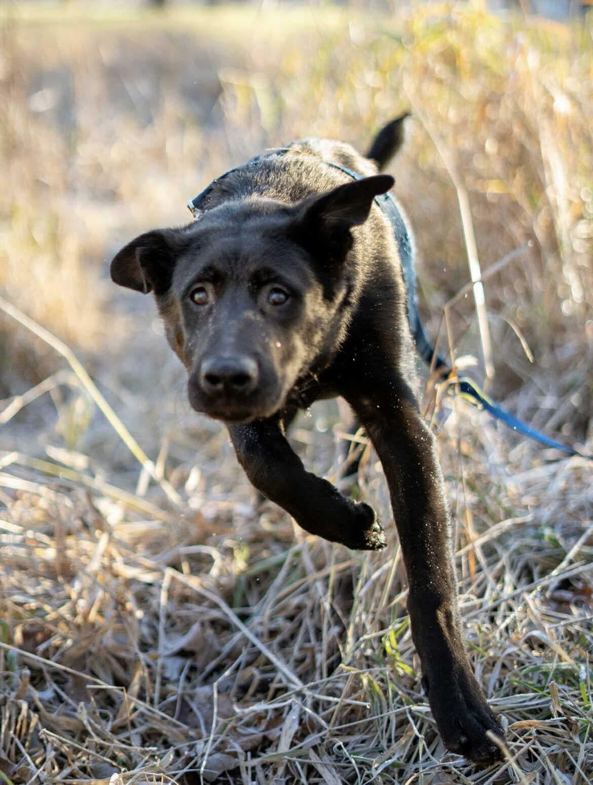 Mace, a Adoptable mixed breed in Winnipeg, MB image 3/6