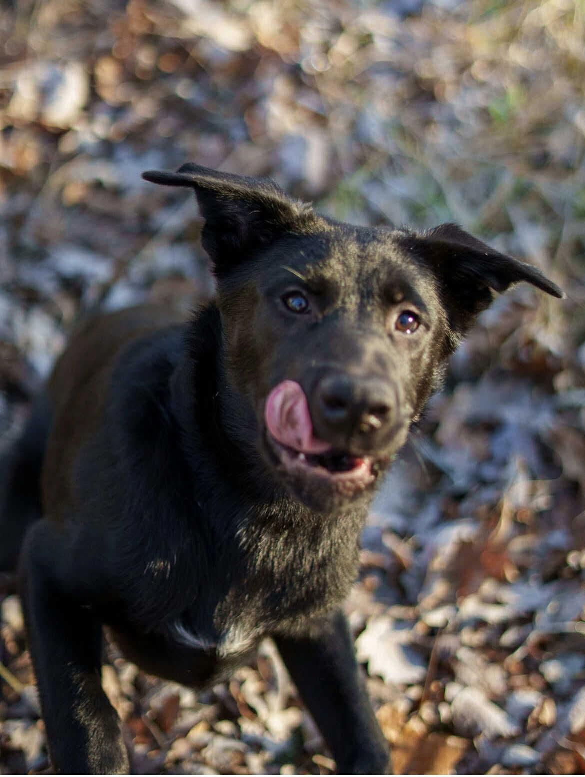 Mace, a Adoptable mixed breed in Winnipeg, MB image 4/6
