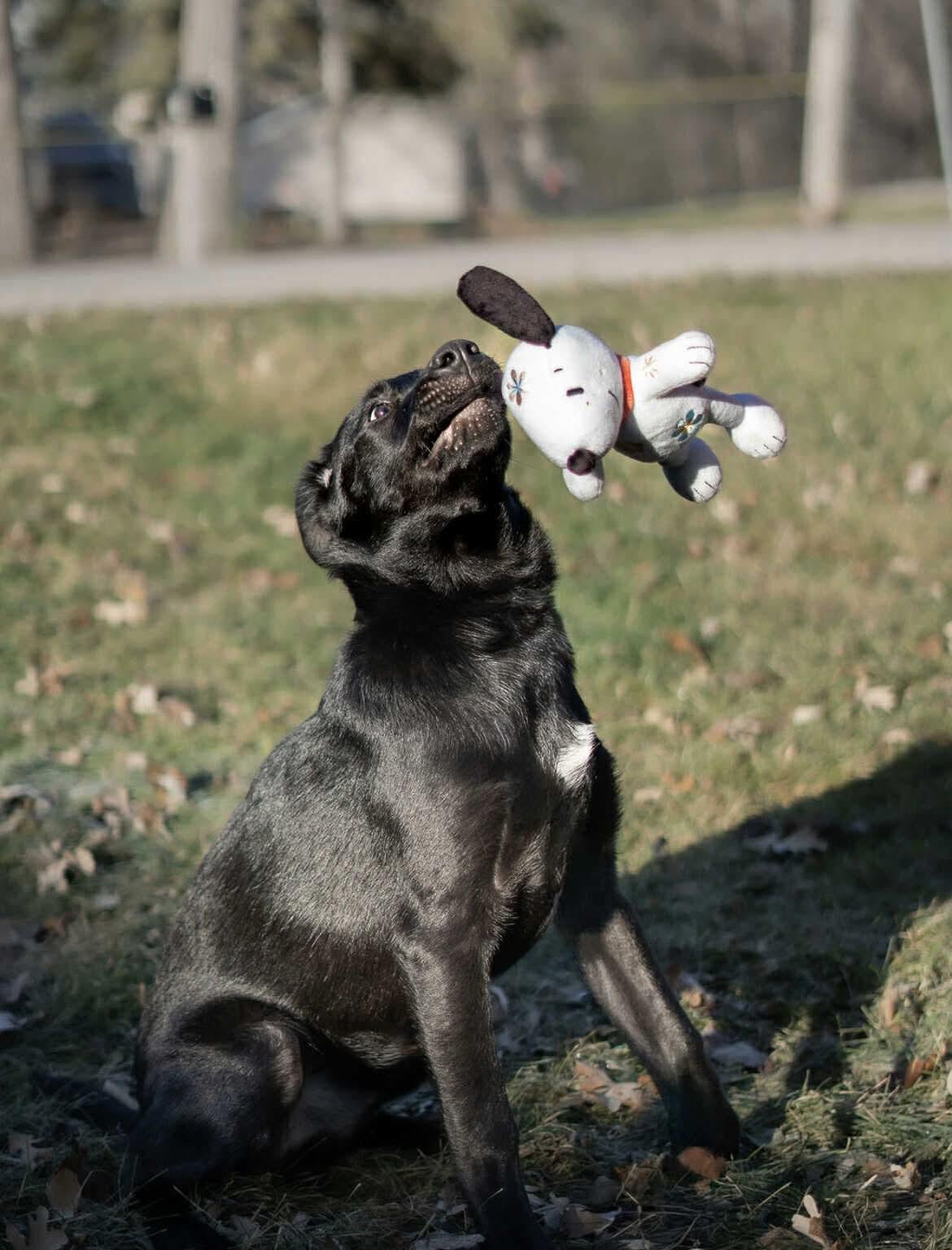 Mace, a Adoptable mixed breed in Winnipeg, MB image 5/6