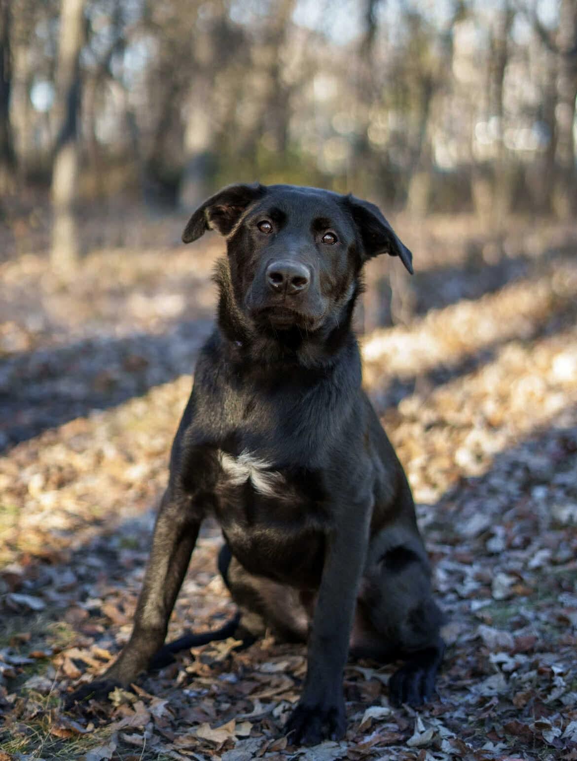 Mace, a Adoptable mixed breed in Winnipeg, MB image 6/6