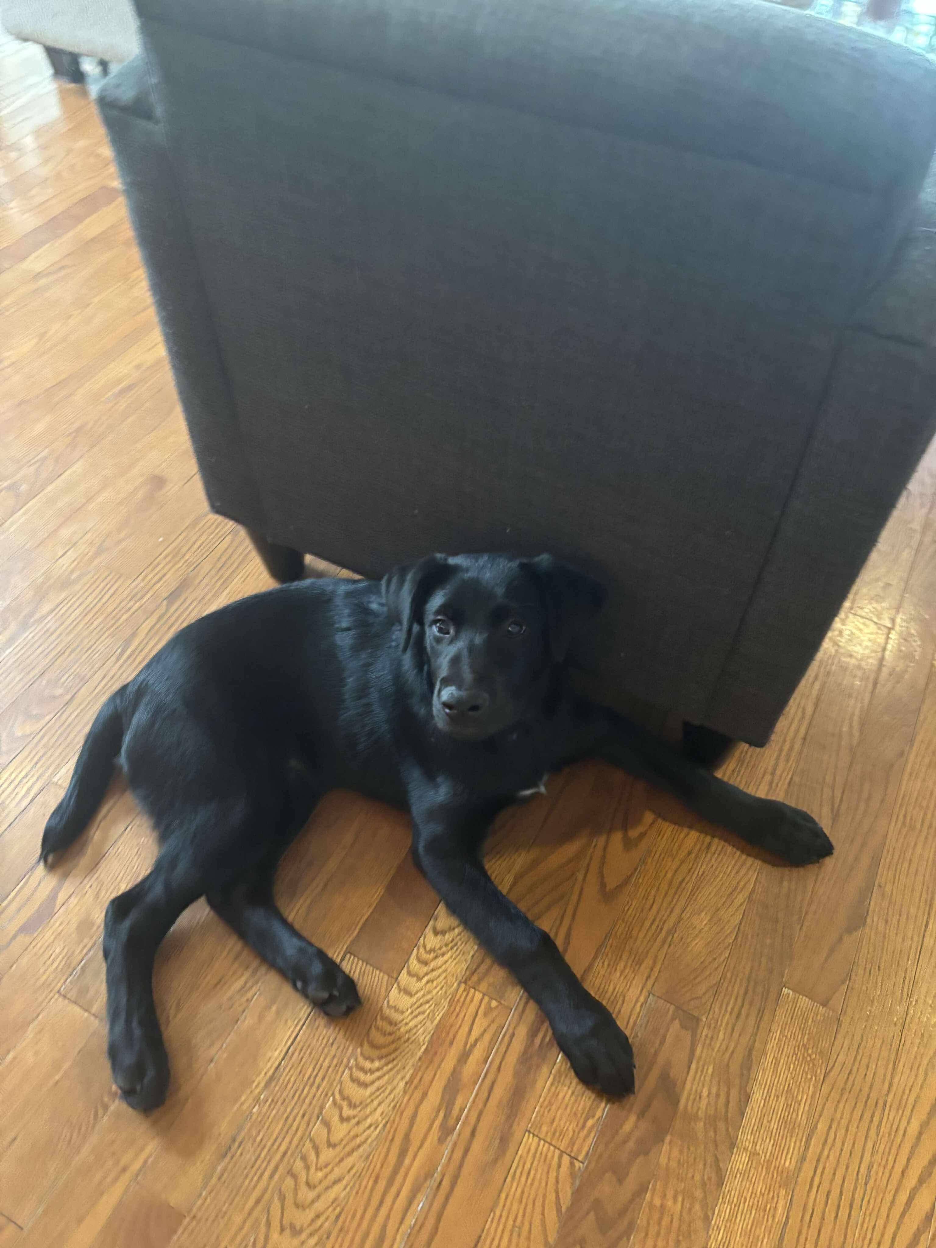 Mace, an adoptable Shepherd in Winnipeg, MB, R2R 1s1 | Photo Image 5