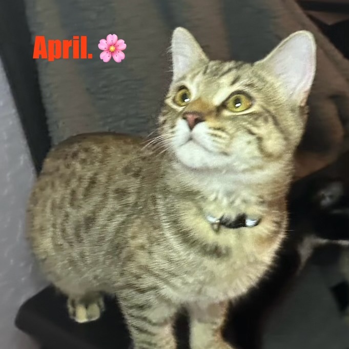 Cat for adoption April, a Domestic Short Hair & Abyssinian Mix in