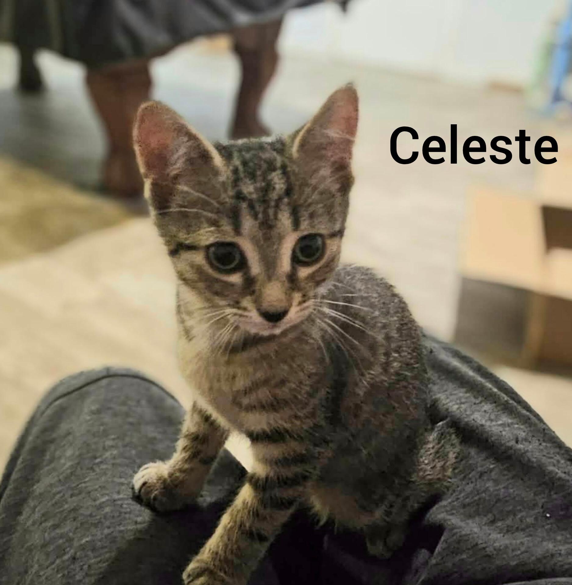 Celeste, Adoptable, Kitten Female Tabby.