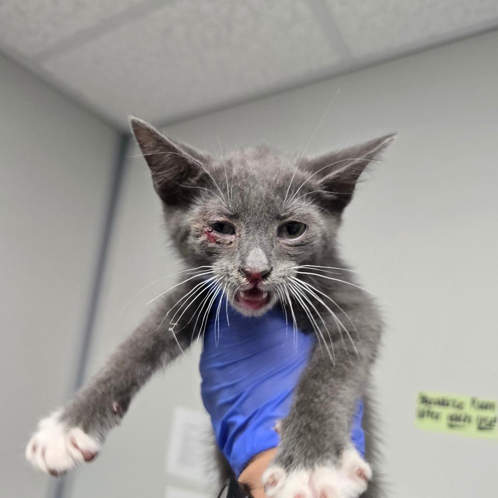 Enlarge Asphalt, a Adoptable Domestic Short Hair in Concord, NC image 1/2