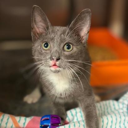 Enlarge Asphalt, a Adoptable Domestic Short Hair in Concord, NC image 2/2