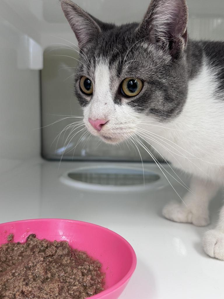 Enlarge Rush, a Adoptable mixed breed in Saint Paul, MN image 1/2