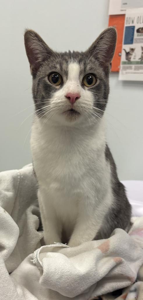 Enlarge Rush, a Adoptable mixed breed in Saint Paul, MN image 2/2