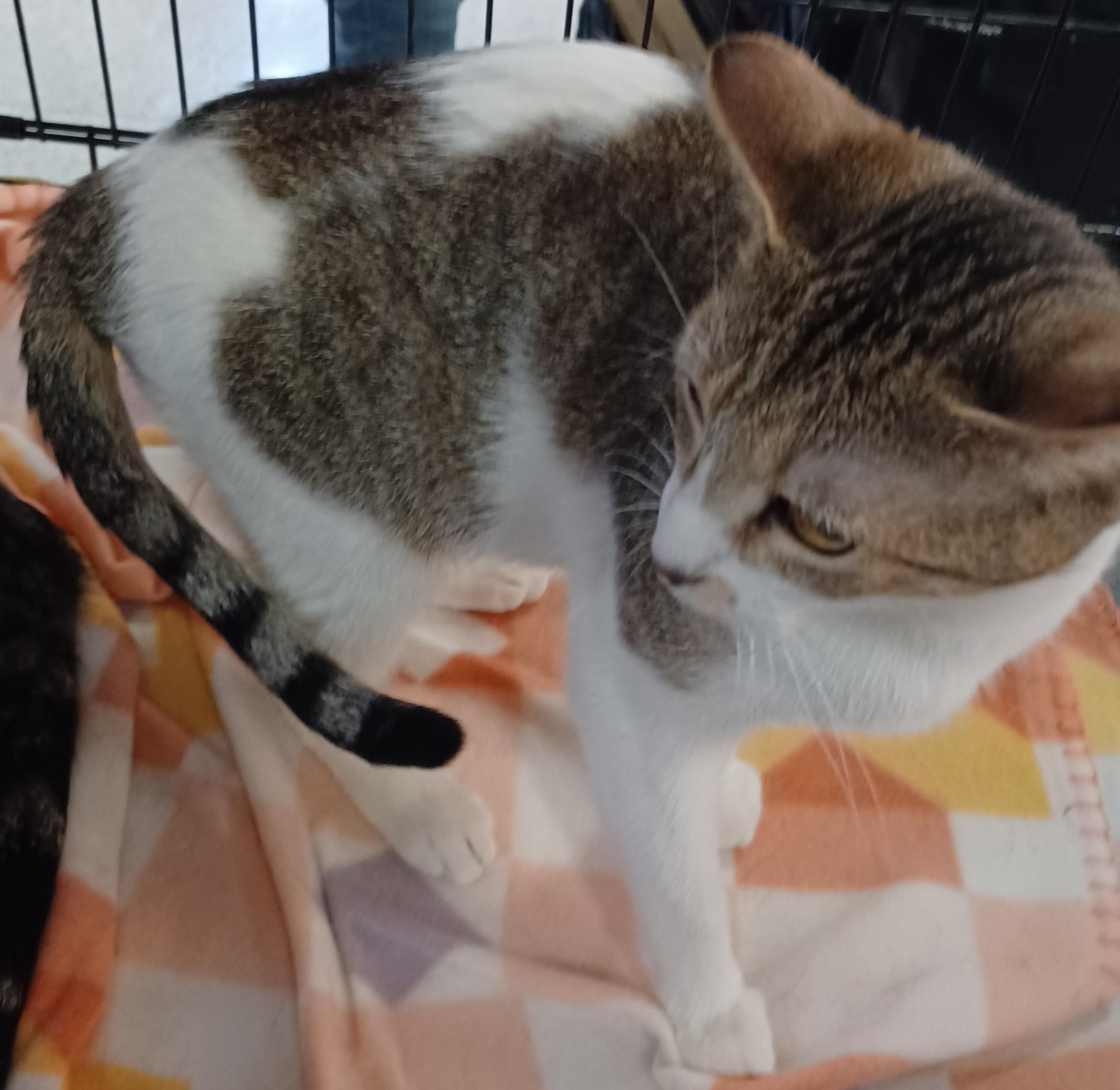 Enlarge Honeycrisp, a Adoptable Domestic Short Hair in Morgantown, WV image 2/3